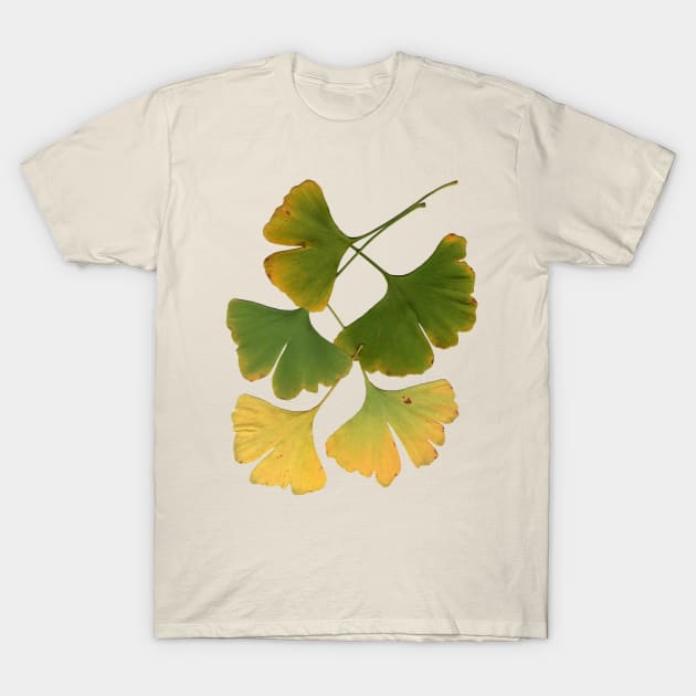 Ginkgo Leaves Turning T-Shirt by Betty500_B